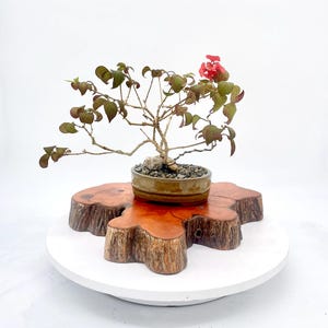 May include: A bonsai tree with green and burgundy leaves and a single red flower sits in a brown ceramic pot. The pot rests on a natural wood slice stand, which is on a white circular base.
