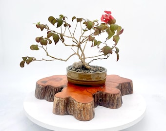 MANDARIN Hat Bonsai Tree — Exact Specimen Shown