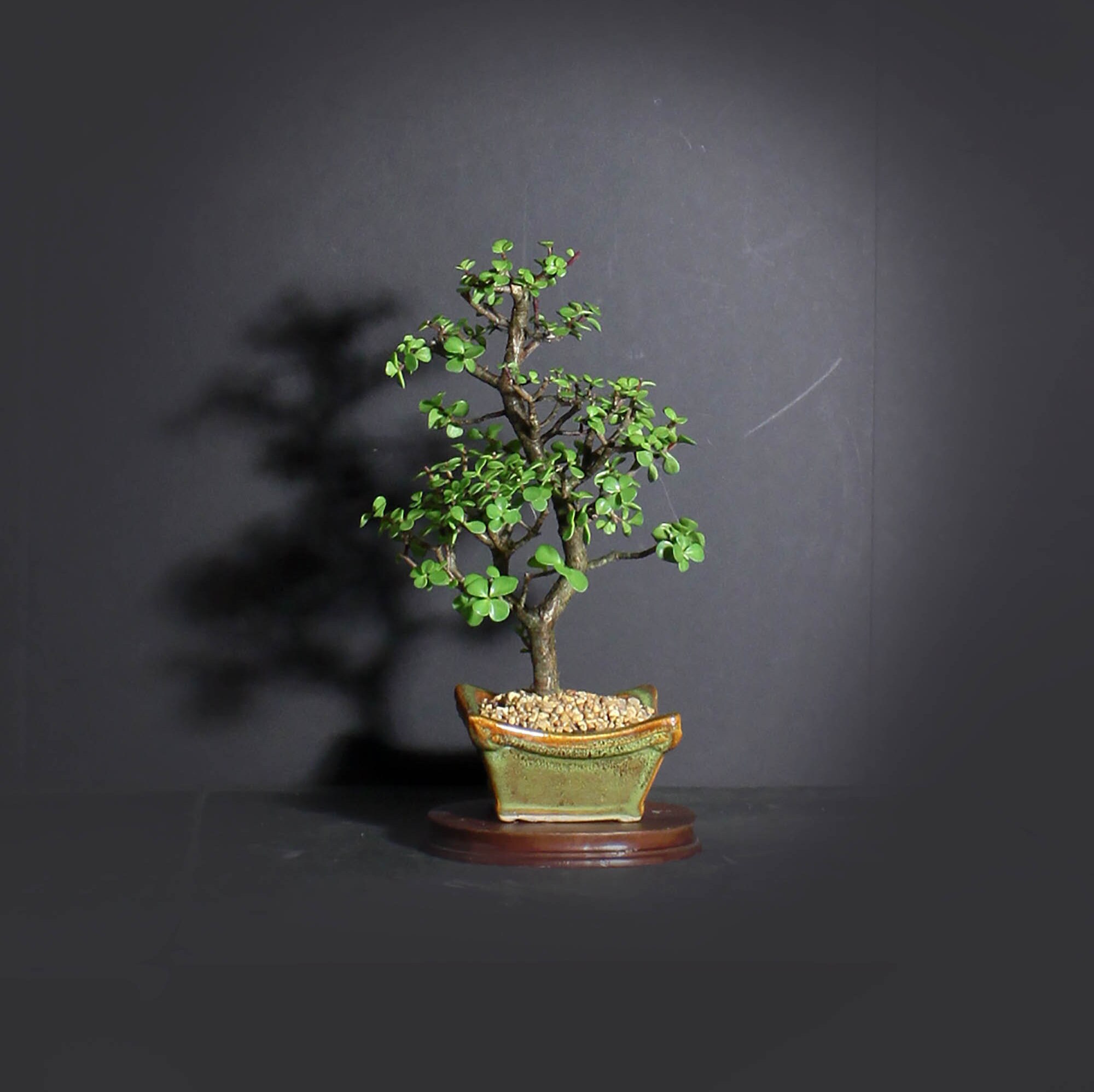 Dwarf jade bonsai tree, African Safari bonsai collection from