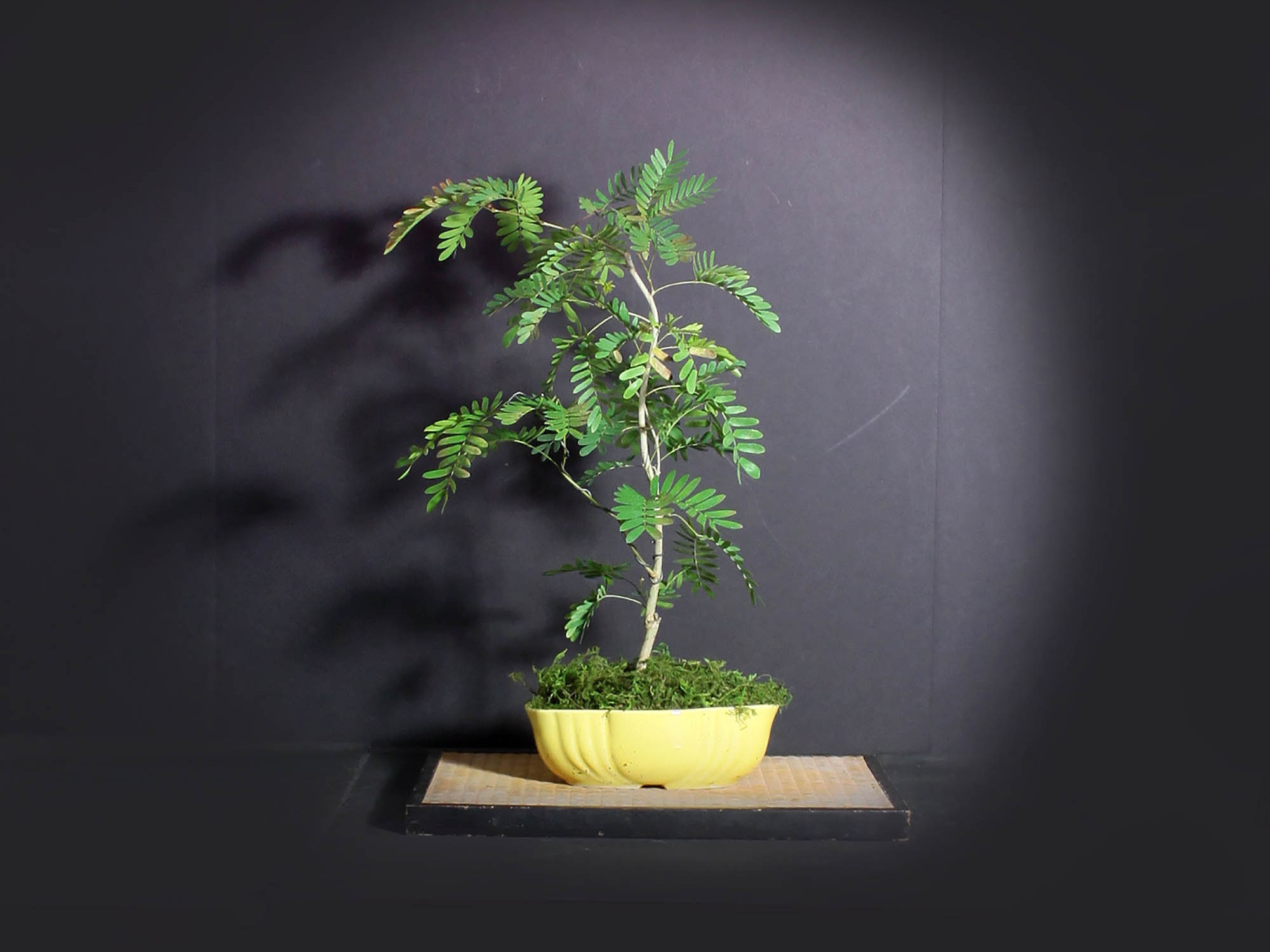 Pink Powder Puff bonsai tree, Blooming Tropics Collection from