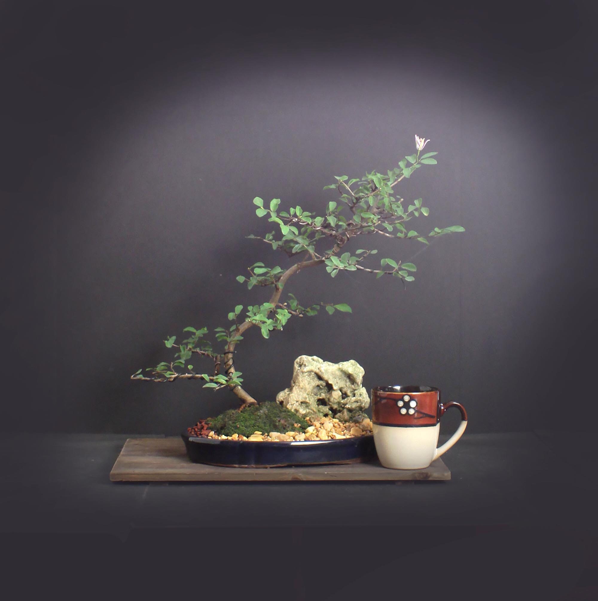 Lavender star flower bonsai tree, Heavenly Bloom collection from