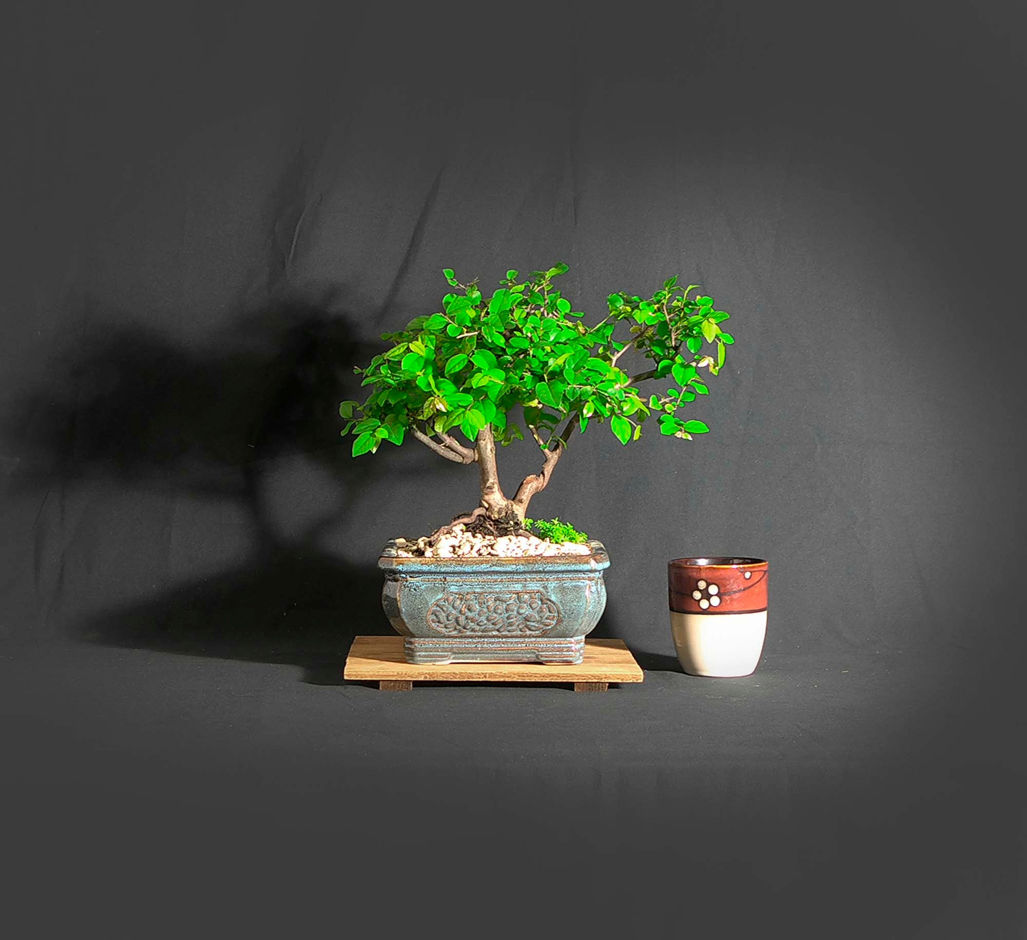 Sageretia theezans bonsai tree, Vitamin collection from LiveBonsaiTree
