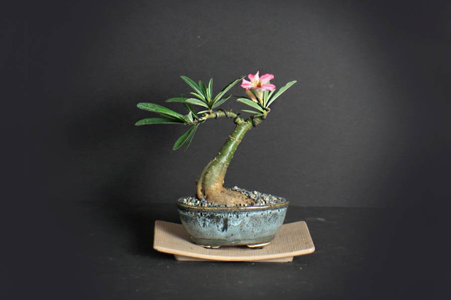 Desert Rose Bonsai Tree, Blooming collection from LiveBonsaiTree