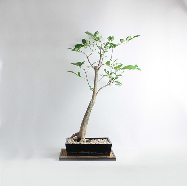 Hickory Bonsai Tree (rare) , Native Collection from LiveBonsaiTree