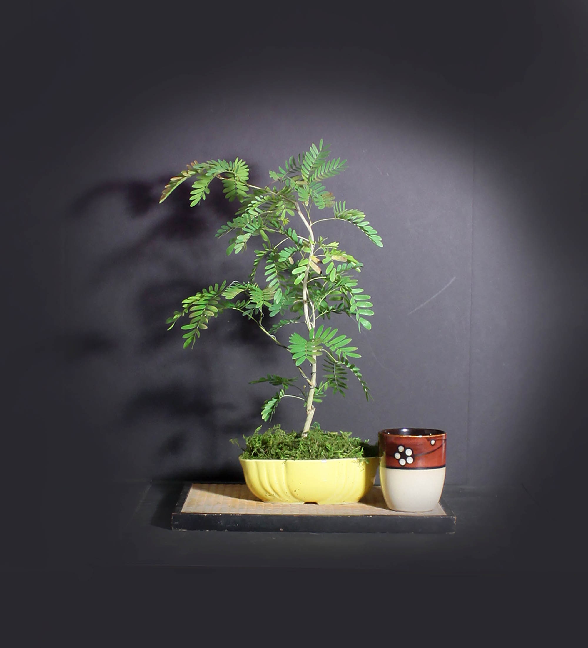 Pink Powder Puff bonsai tree, Blooming Tropics Collection from