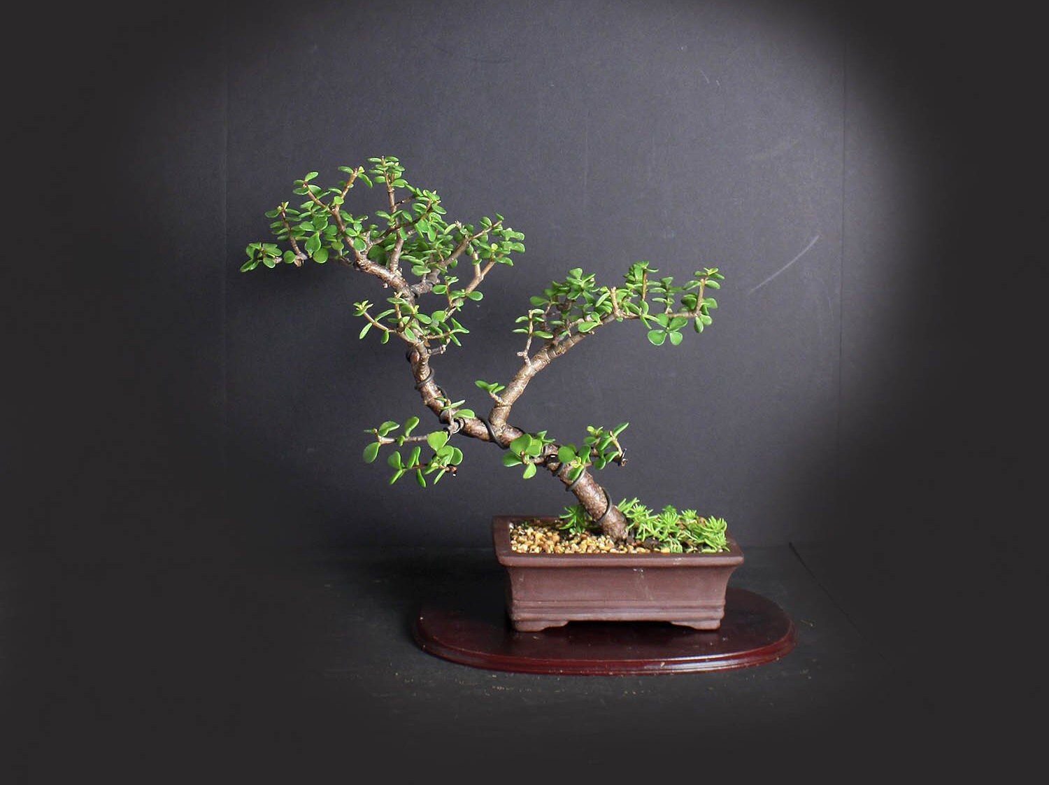 Dwarf jade bonsai tree, Africa bambada bonsai collection from
