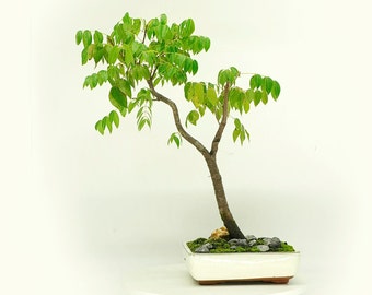 Mahogany Bonsai Tree, "Exotic woods" collection from Live Bonsai Tree