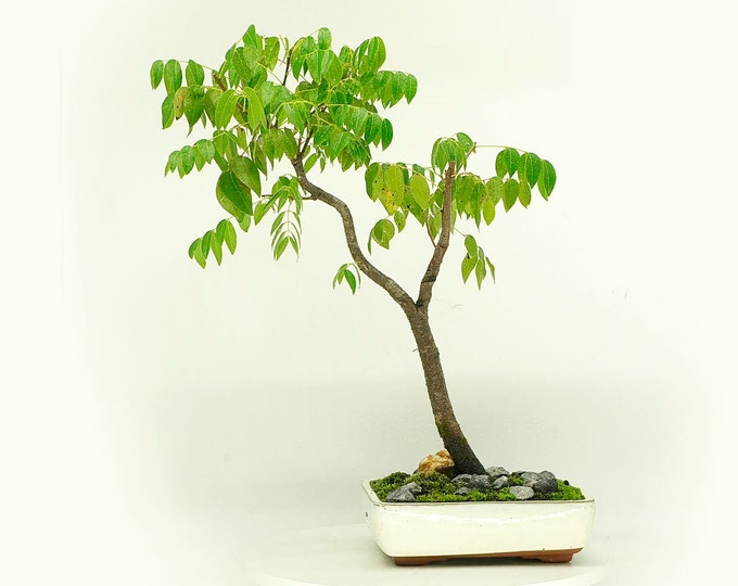 Mahogany Bonsai Tree, "Exotic woods" collection from Live Bonsai Tree