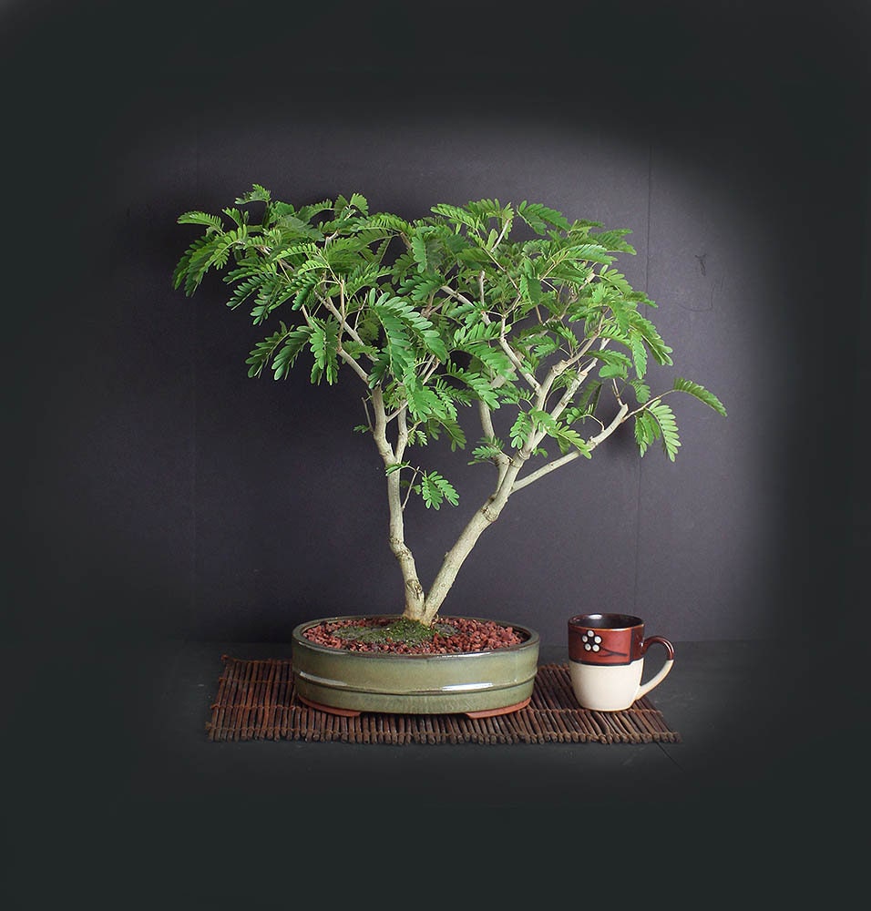 Pink Powder Puff bonsai tree, Blooming Tropics Collection from