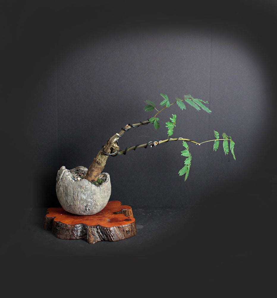Mimosa bonsai tree, blooming bonsai collection from LiveBonsaiTree