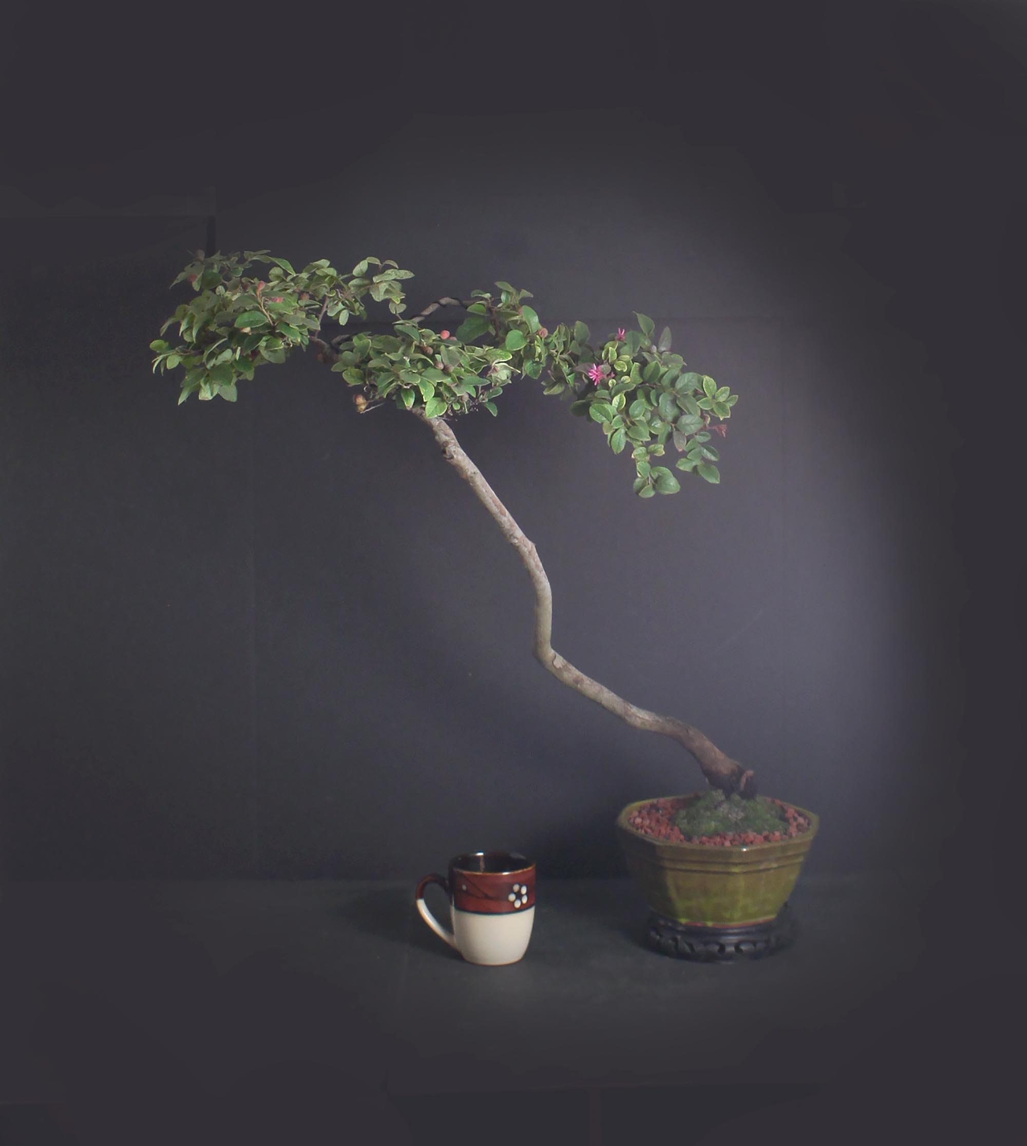 Loropetalum bonsai tree, Tropical bloom Collection from LiveBonsaiTree