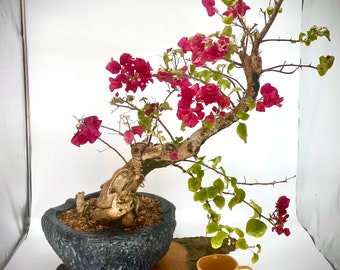 Mature Bougainvillea bonsai tree, "Flamboyant" collection from Live Bonsai Tree