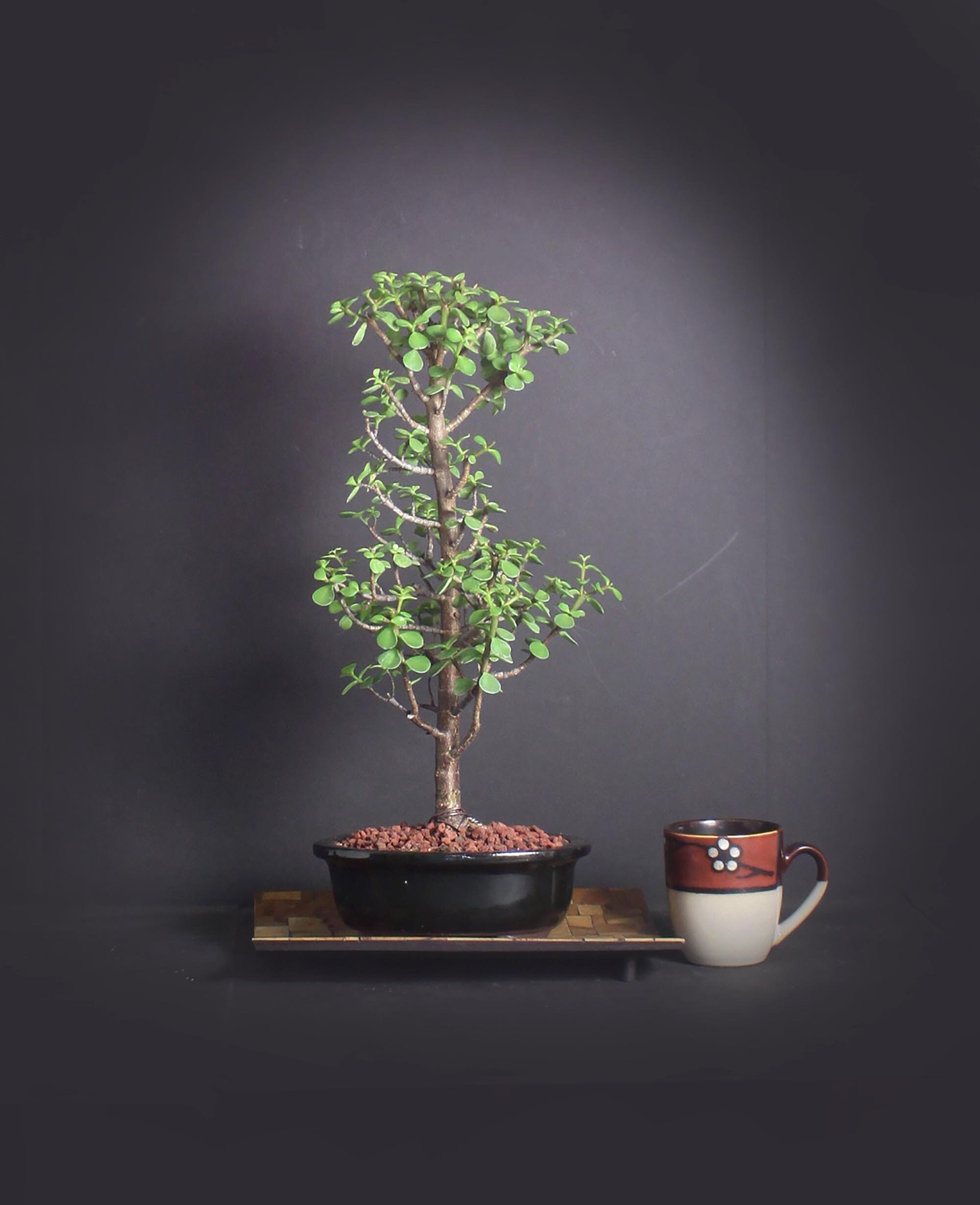 Best Bonsai Care South Africa PNG Hobby plan