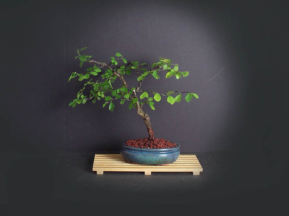 Lavender star flower bonsai tree, Heavenly Bloom collection from