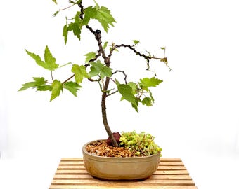 Red Maple Bonsai Tree — Live Bonsai Specimen