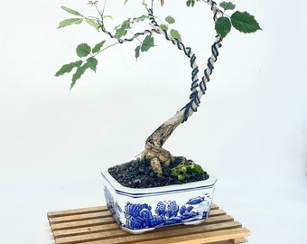 Pink Tabebuia Bonsai Tree, "Strategic Pleasure" collection from Live Bonsai Tree