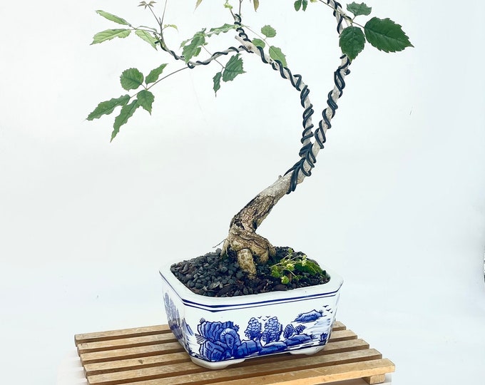 Pink Tabebuia Bonsai Tree, "Strategic Pleasure" collection from Live Bonsai Tree