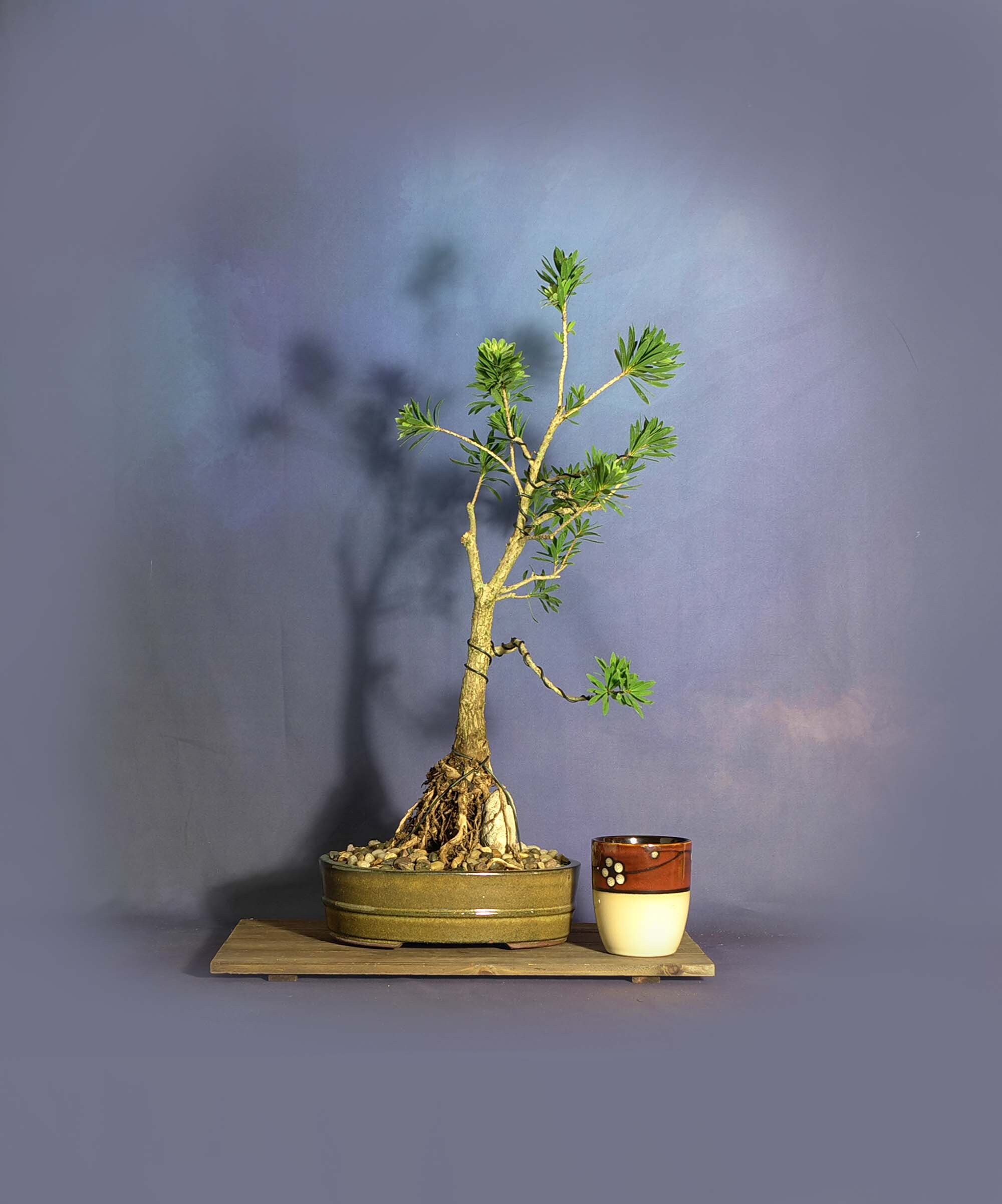 Dwarf bottlebrush bonsai tree, Blooming Tropics Collection from LiveBonsaiTree