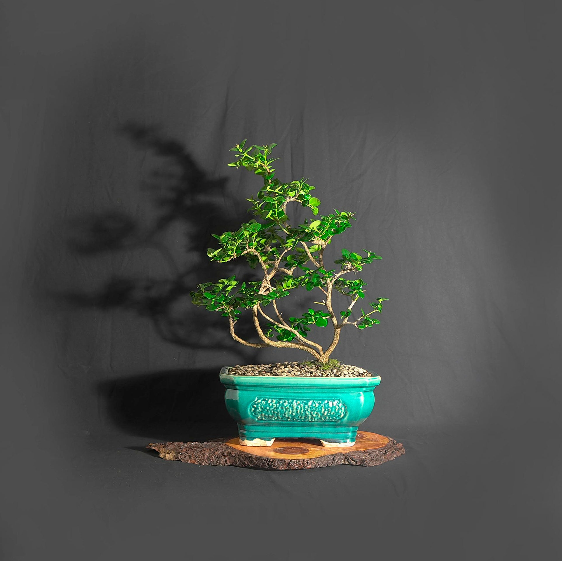 Natal Plum bonsai, Gift a Bonsai! Collection from LiveBonsaiTree
