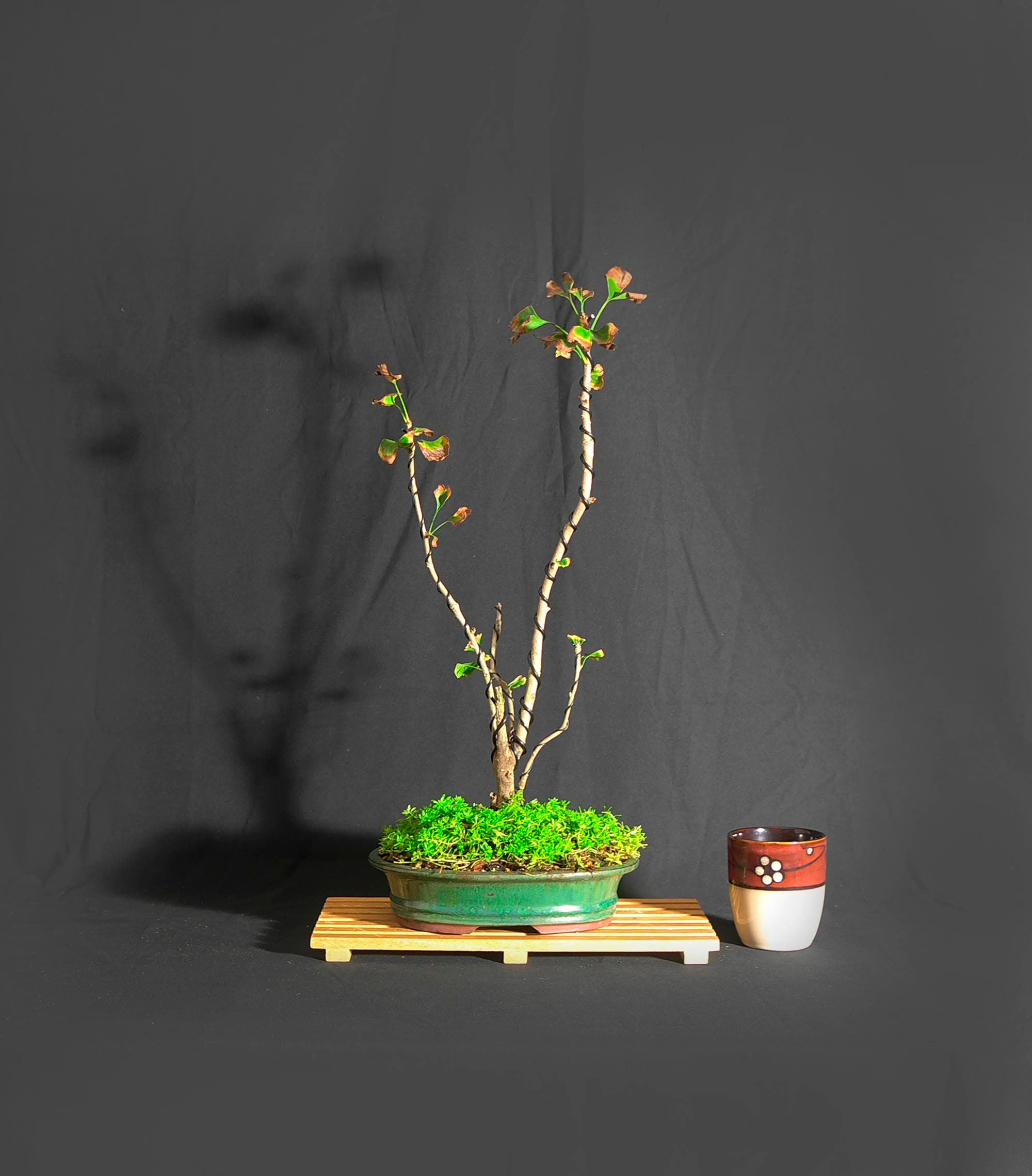 Ginkgo biloba bonsai tree, Prehistoric collection from LiveBonsaiTree