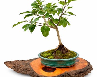 Flowering Japanese Magnolia Bonsai Tree in Flat Glazed Pot | Seasonal Blooming Specimen