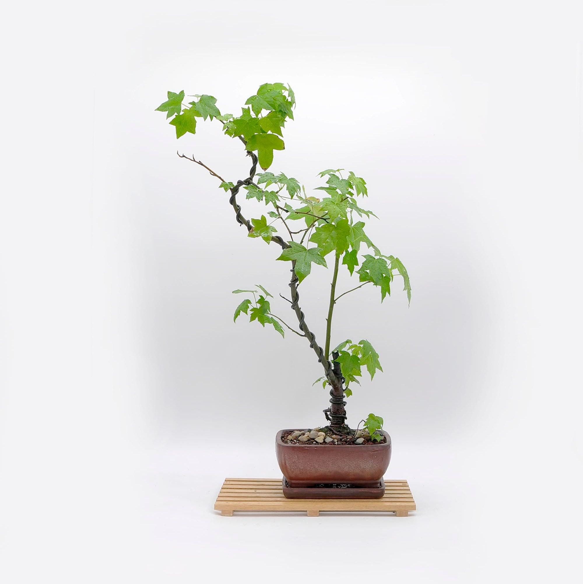 Sweetgum Bonsai Tree, Simplicity and harmony collection from LiveBonsaiTree