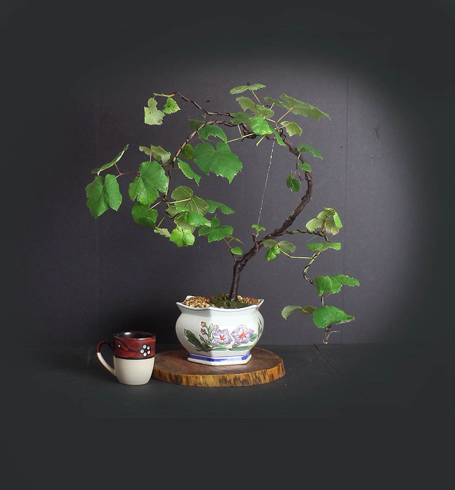 Mascadine grape bonsai tree, Native fruit collection from LiveBonsaiTree