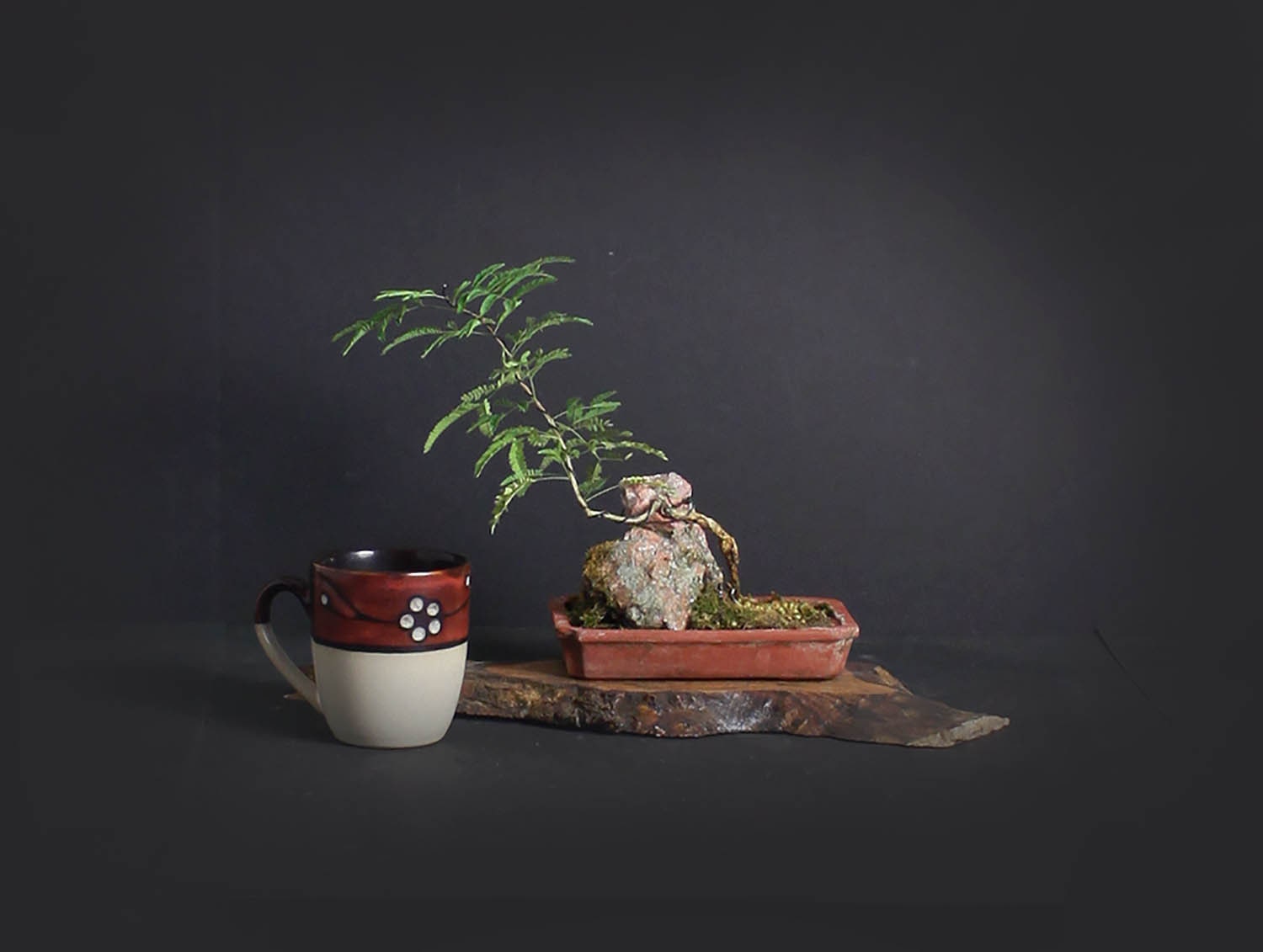 Rabbit's foot acacia pre bonsai tree, Rare flora collection from