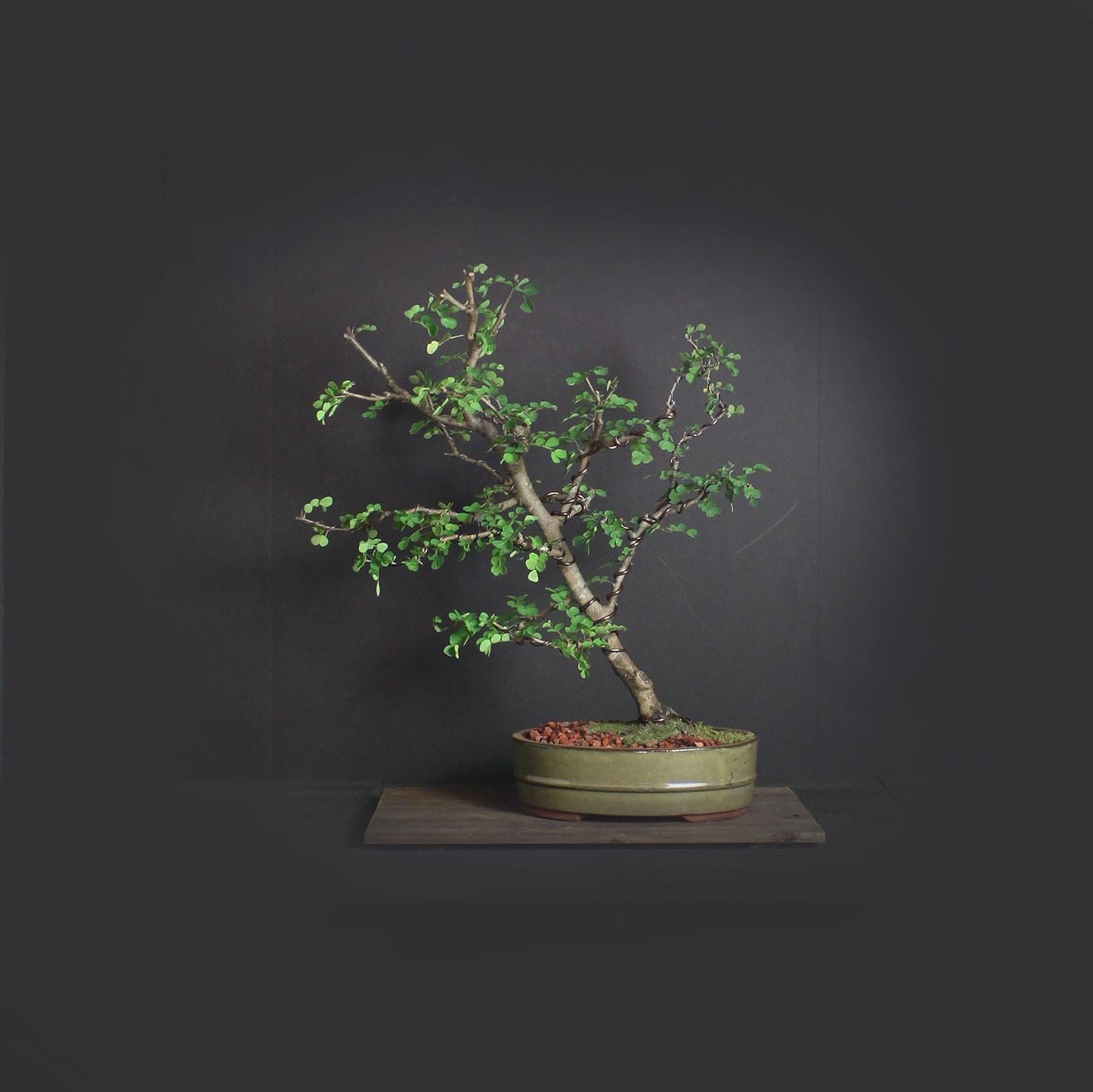 Campeche bonsai tree, Puerto Rico Native Collection from LiveBonsaiTree