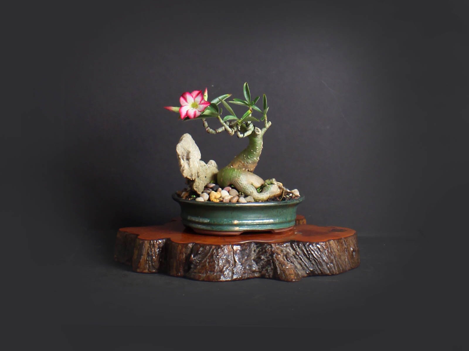Desert Rose Bonsai Tree, Blooming collection from LiveBonsaiTree