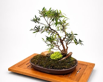 Narrow Leaf Fig Bonsai Tree: Mature Tropical Ficus, Edible Figs, Flat Clay Pot