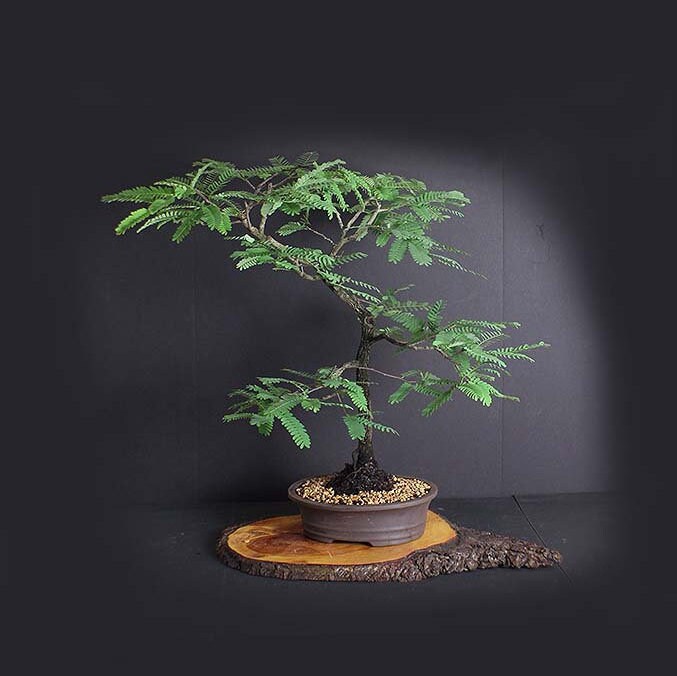 Tamarind Bonsai Tree, Fruiting bonsai collection from LiveBonsaiTree Tamarind Bonsai Tree, Fruiting bonsai collection from LiveBonsaiTree