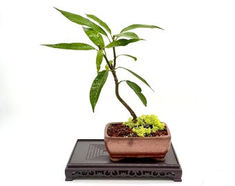 Rare Dwarf Thai Yellow Mango Bonsai Tree, Tropical Fruiting Plant