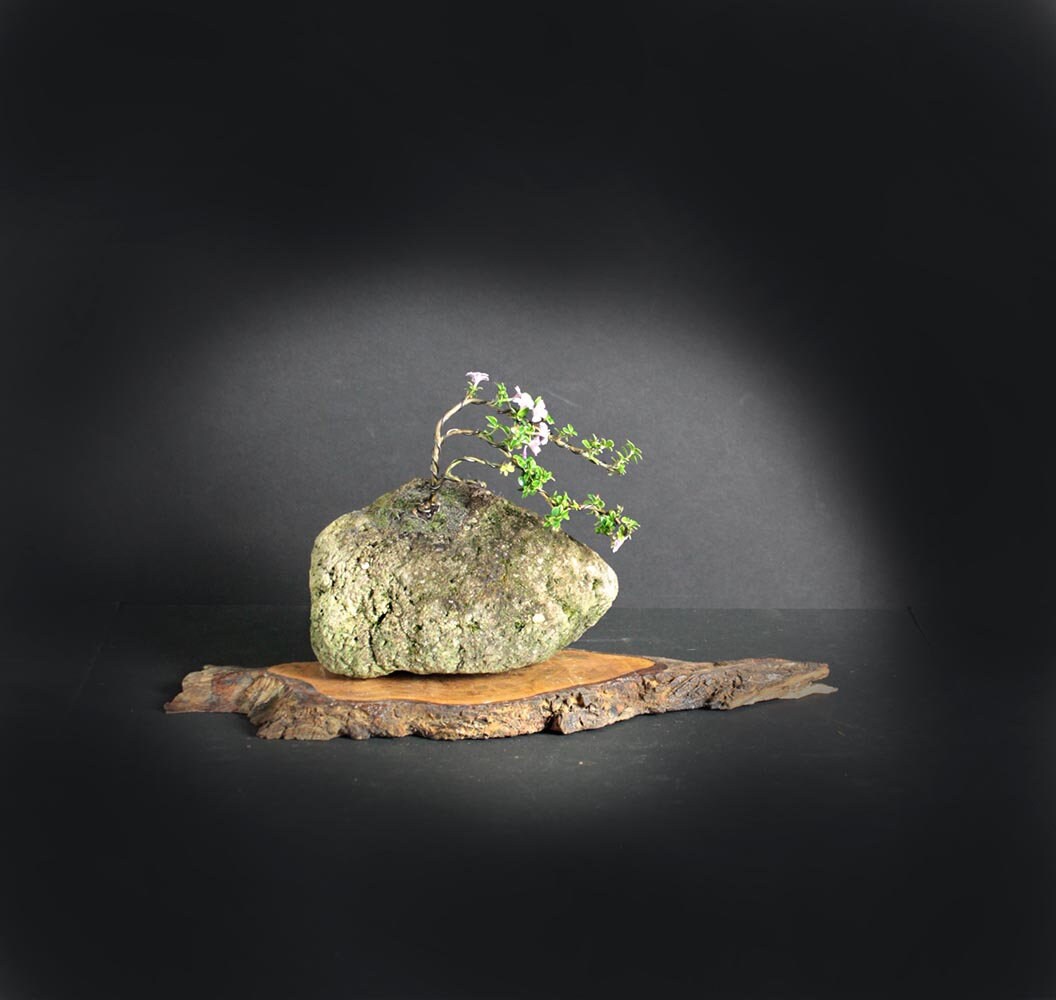 Serissa snow rose pre bonsai tree, Blooming bonsai tree collection from