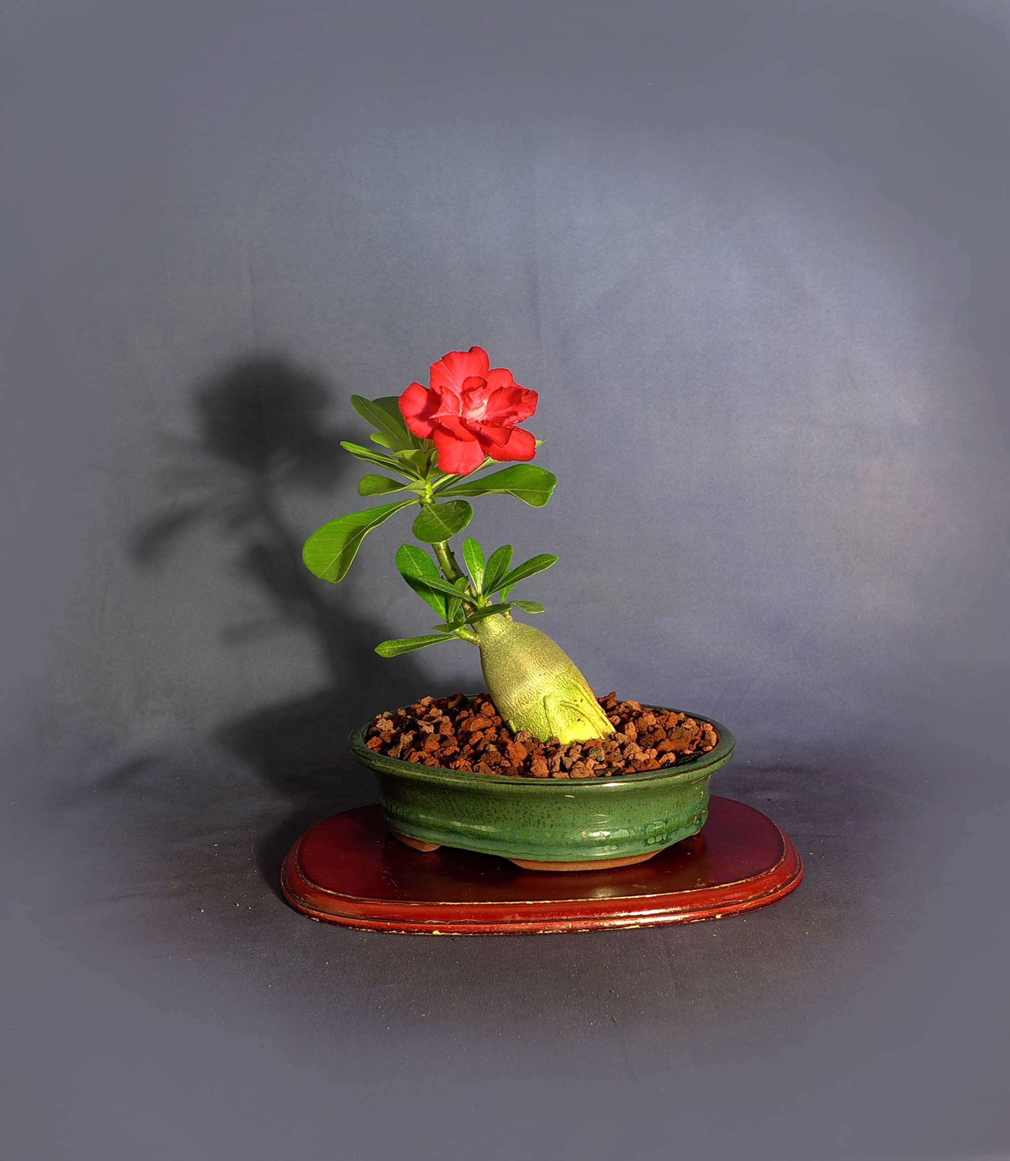 Andromeda Bonsai Tree Care: Expert Tips for Thriving Growth