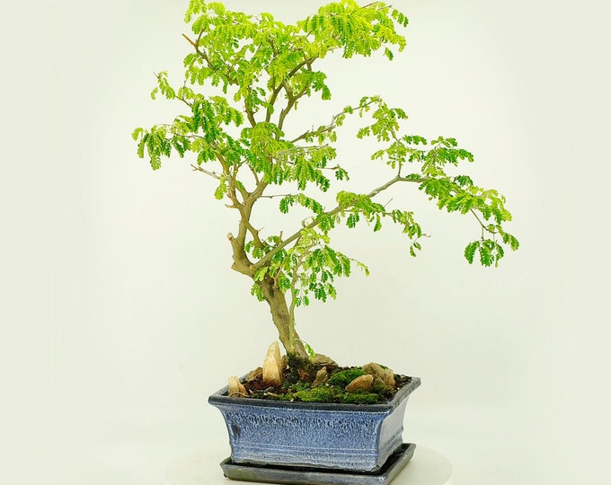 Rare thornless Brazilian raintree bonsai tree, "My green pet" collection from Live Bonsai Tree