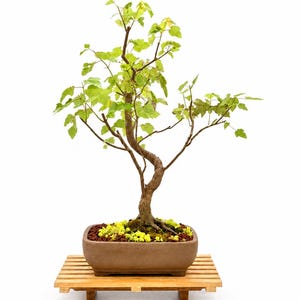 Japanese Trident Maple Bonsai, Curved Trunk, 10" Clay Pot (Acer buergerianum)