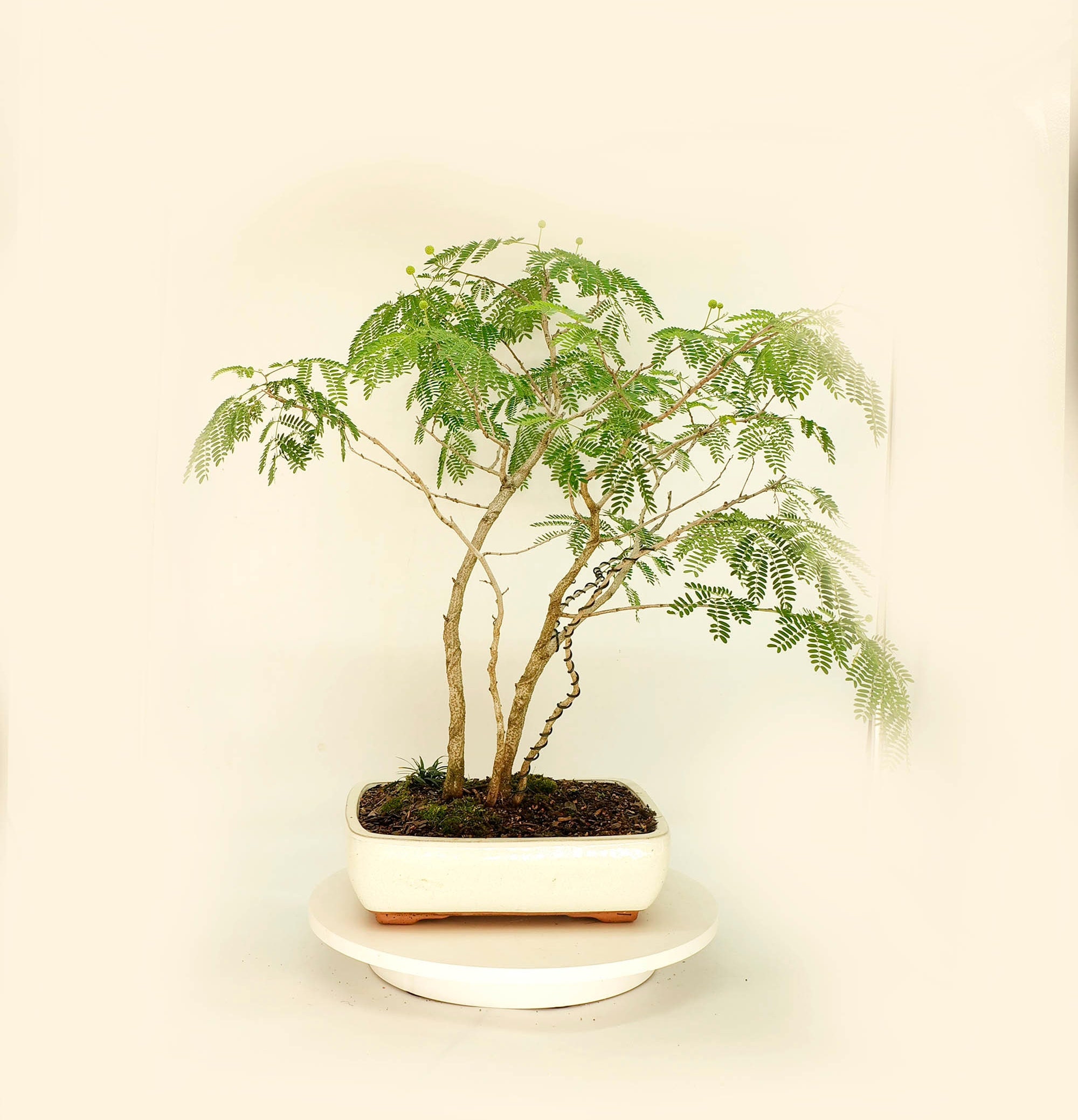 Golden Chain Tree Bonsai