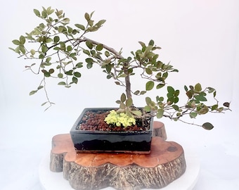 Loropetalum bonsai tree, "Live Décor" Collection from LiveBonsaiTree