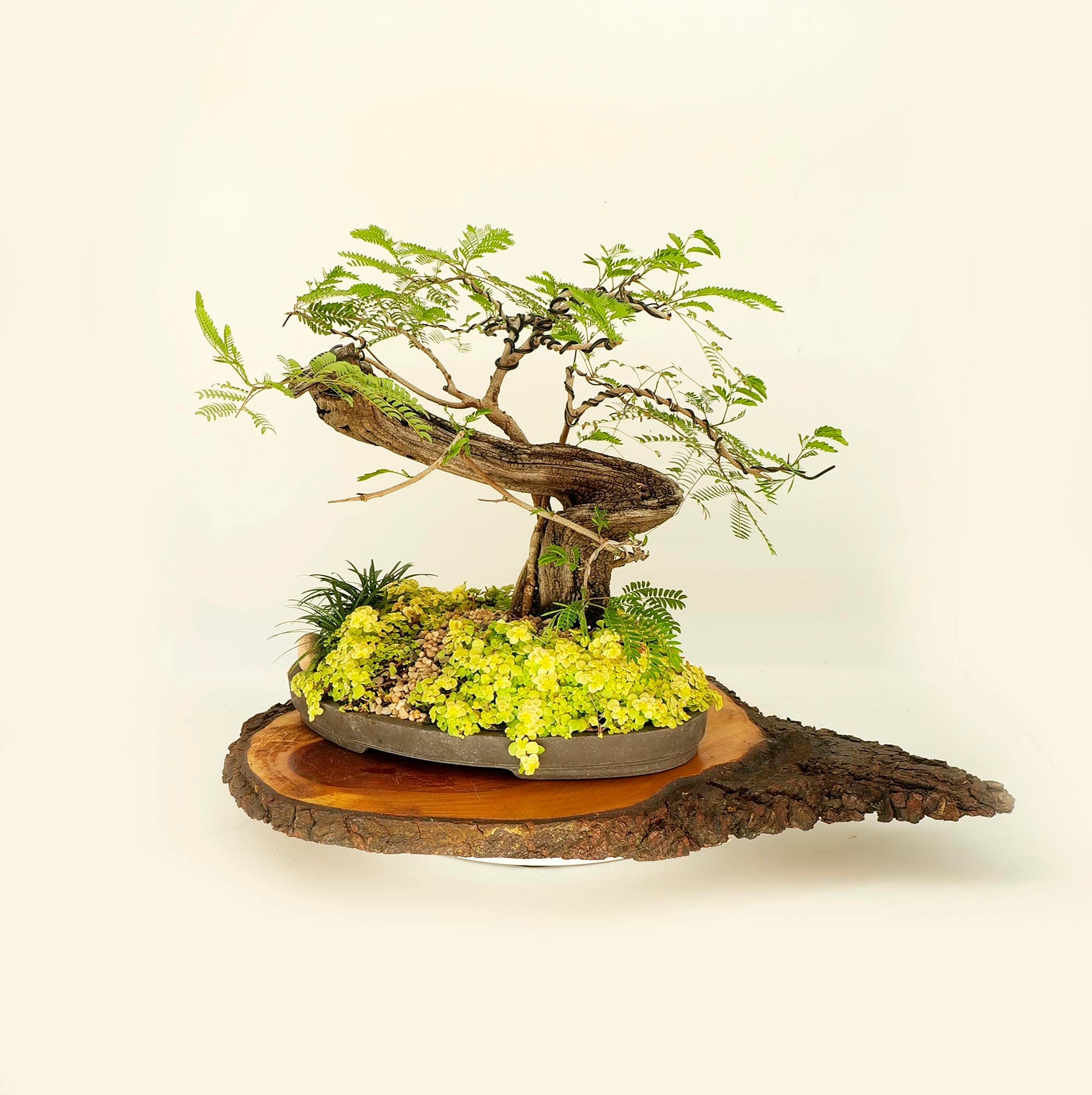Lead Tree Phoenix graft bonsai composition, Leo's Magic collection from