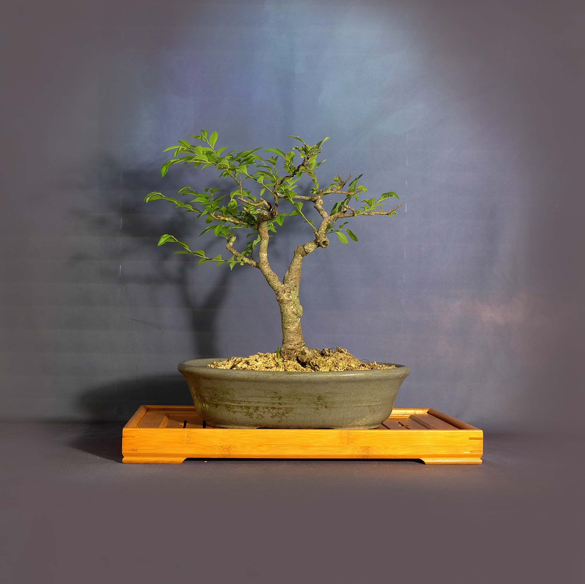 Chinese Elm bonsai tree, Elm bonsai series from LiveBonsaiTree