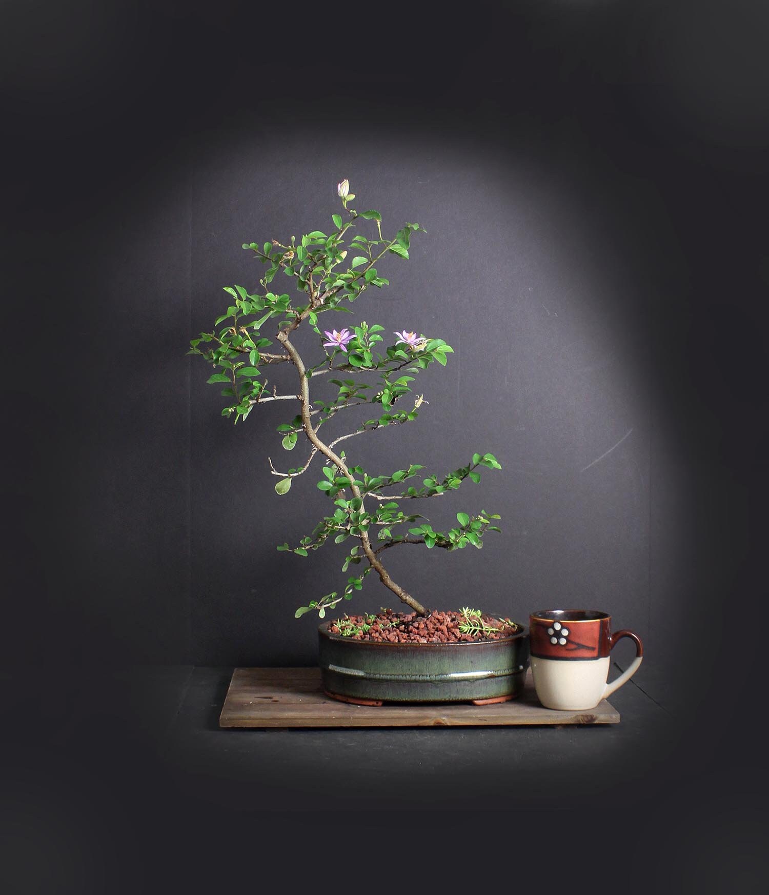 Lavender star flower bonsai tree, Heavenly Bloom collection from