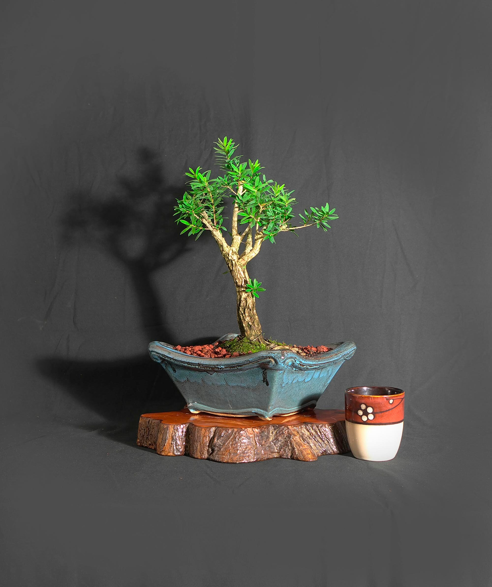 Dwarf bottlebrush bonsai tree, Green Energy Collection from LiveBonsaiTree