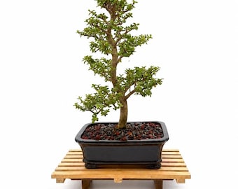 Rare Super Dwarf Jade Bonsai Tree: Portulacaria afra ‘Lilliput’ Miniature Specimen