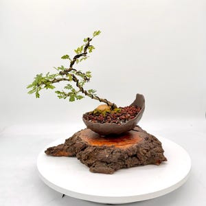 Peut inclure: Un petit bonsaï avec des feuilles vertes délicates et un tronc fin, sombre et câblé. L'arbre est planté dans un pot en céramique brun foncé incurvé rempli de gravier brun rougeâtre et d'une petite pierre, posé sur un socle en bois circulaire.