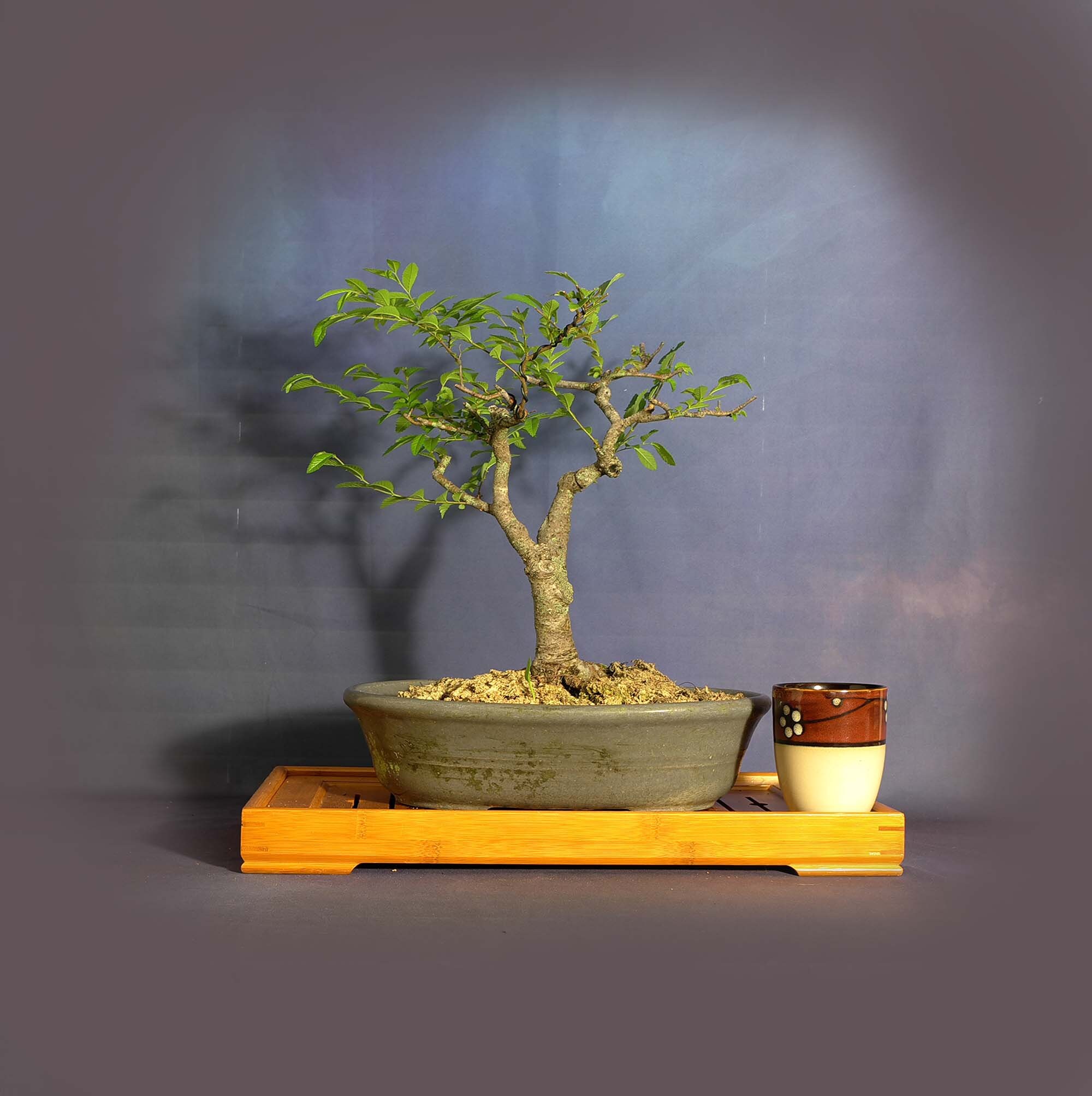 Chinese Elm bonsai tree, Elm bonsai series from LiveBonsaiTree