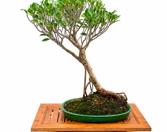 MATURE TIGER BARK Fig Bonsai Tree Ficus Microcarpa in Glazed Pot Exposed Roots Specimen