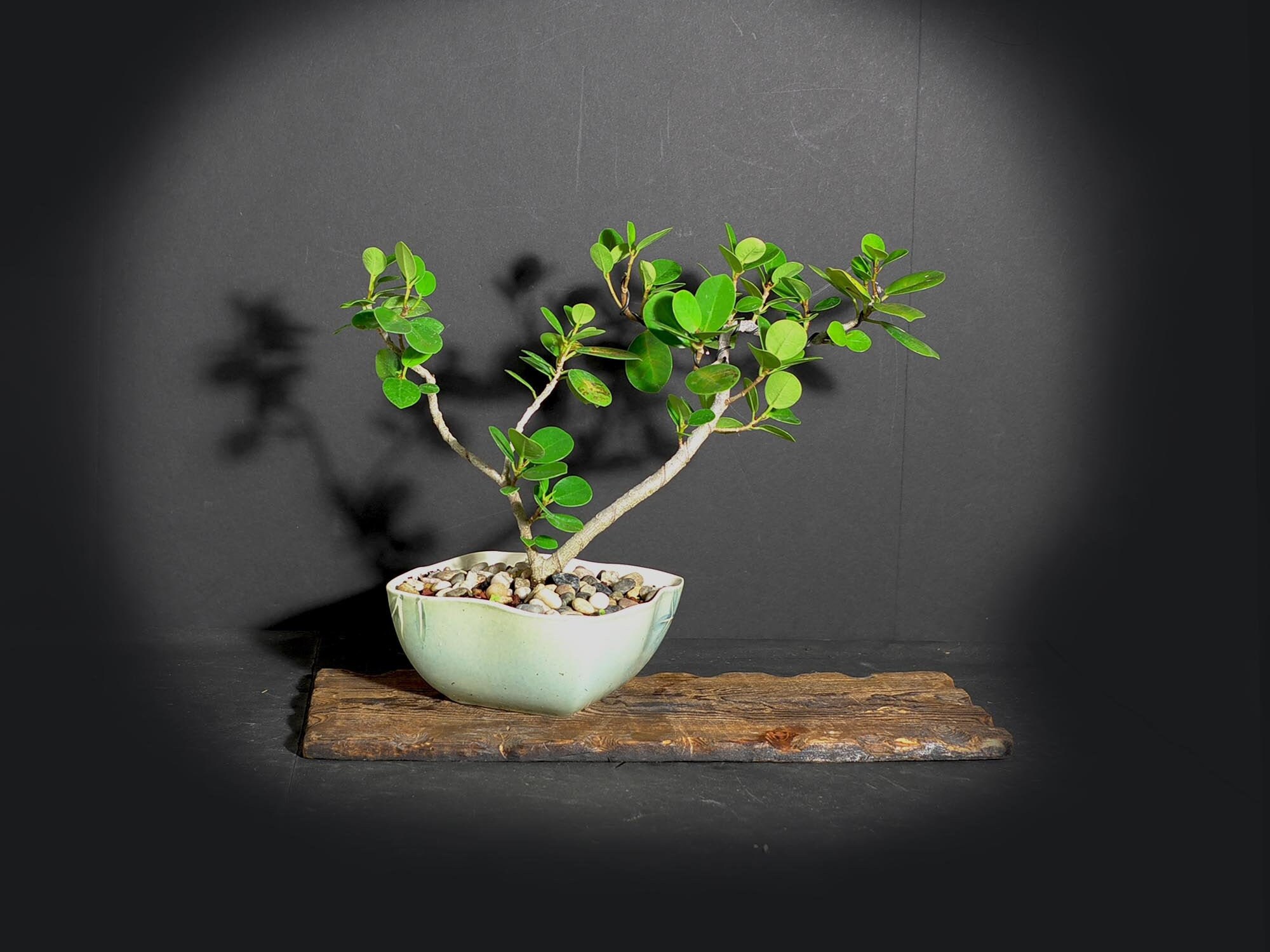 Green Island fig bonsai tree, Figs of the world collection from