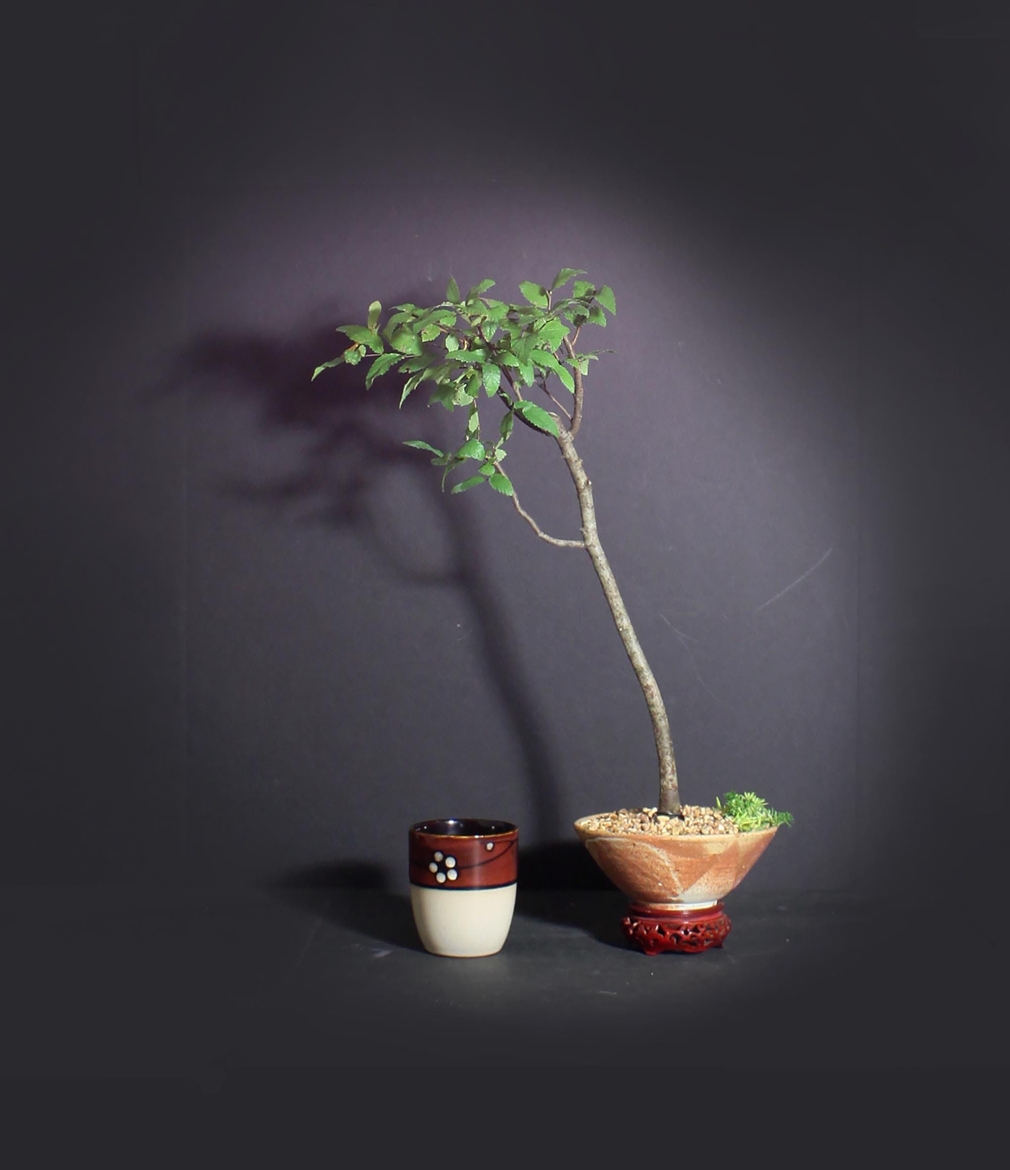 Hackberry Bonsai Tree, Elm collection from LiveBonsaiTree
