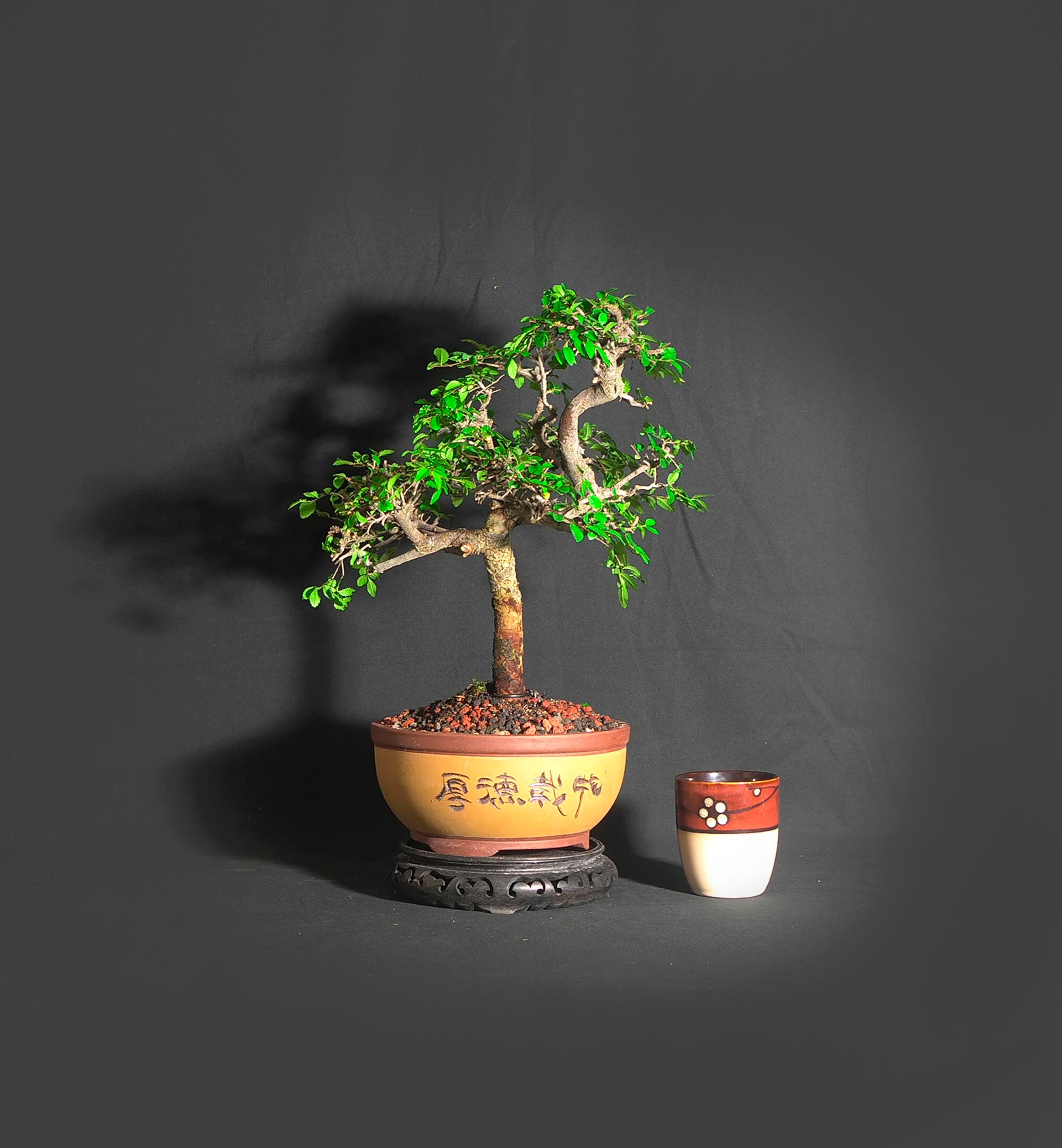 Japanese Zelkova Elm bonsai tree, Original American Handmade collection